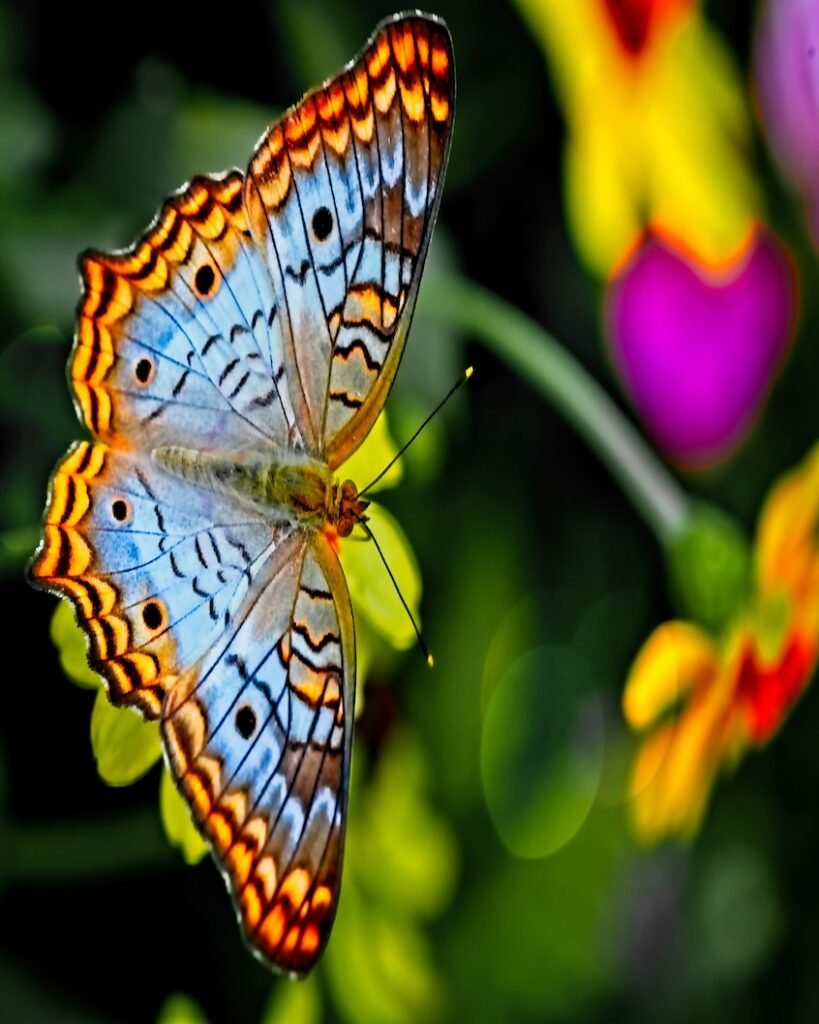 alt="Butterfly always finds their true self"
