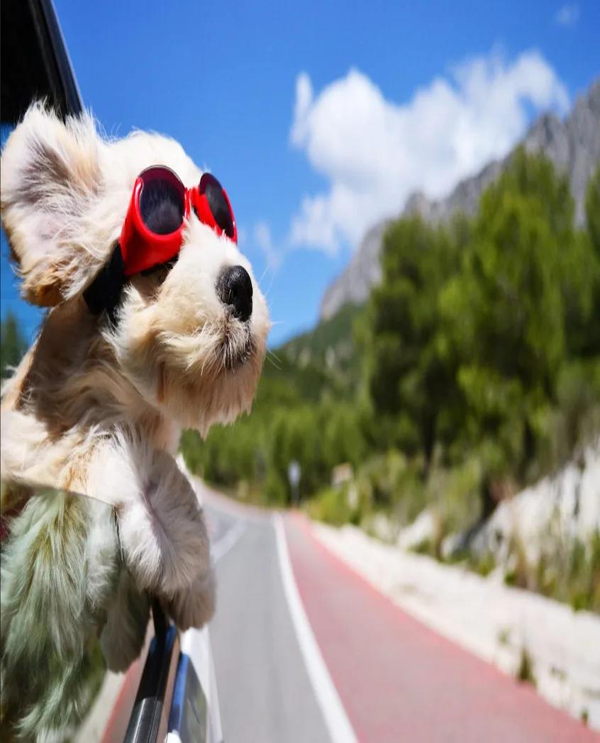 alt="Road Trips Dog in Window"